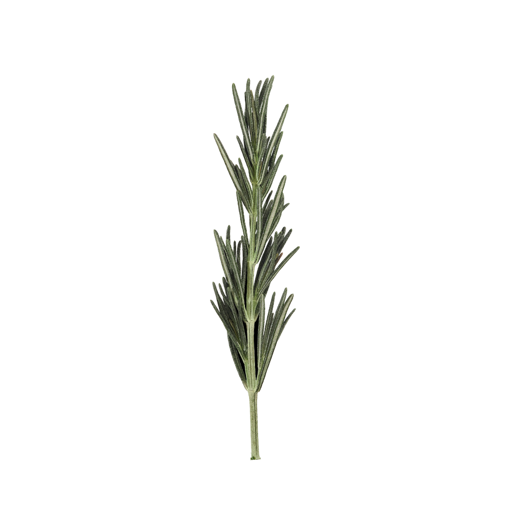 Rosemary leaves featured on the official Aromatica Soothing Aloe Aqua Cream page