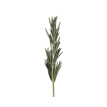 Rosemary leaves featured on the official Aromatica Soothing Aloe Aqua Cream page